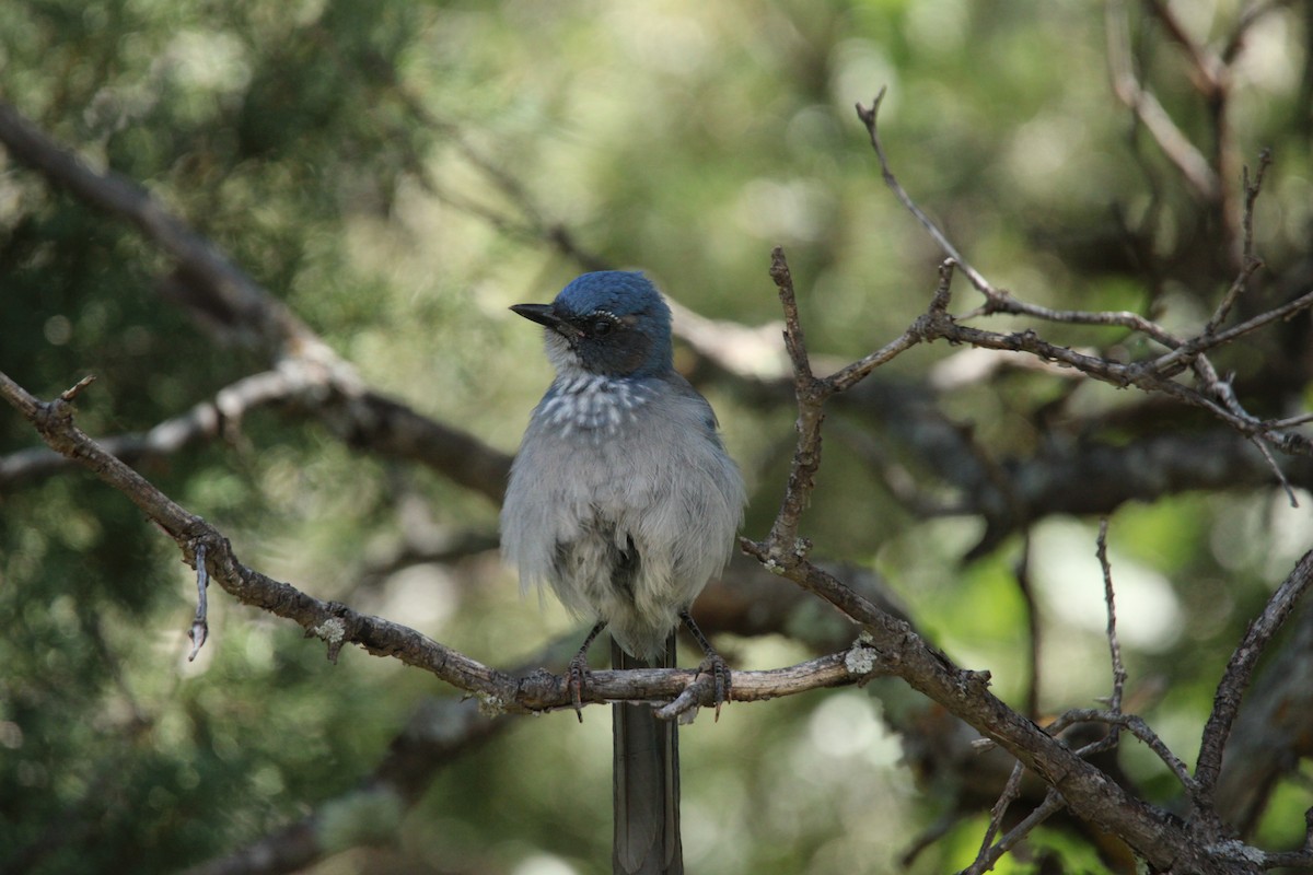 Woodhouse's Scrub-Jay - ML640235094