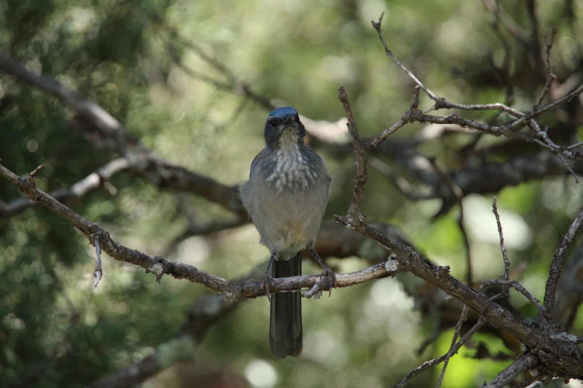 Woodhouse's Scrub-Jay - ML640235095