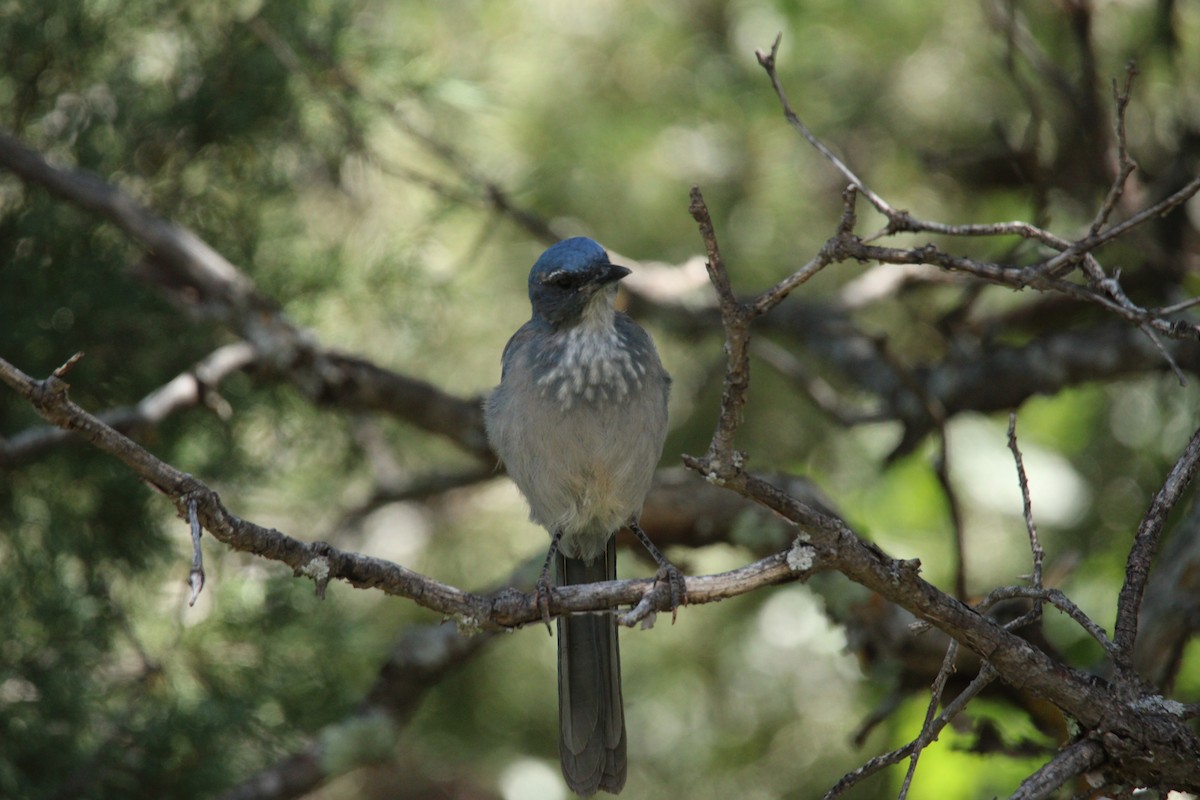Woodhouse's Scrub-Jay - ML640235096