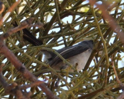Black-tailed Gnatcatcher - ML640235170