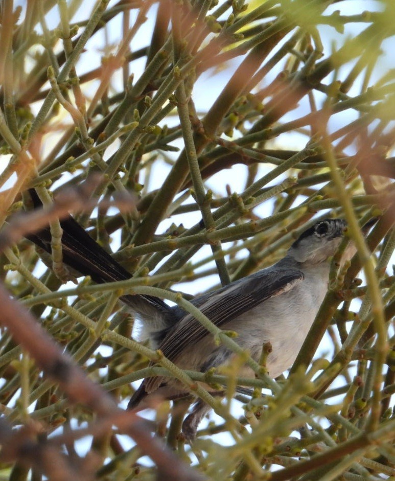 Black-tailed Gnatcatcher - ML640235171