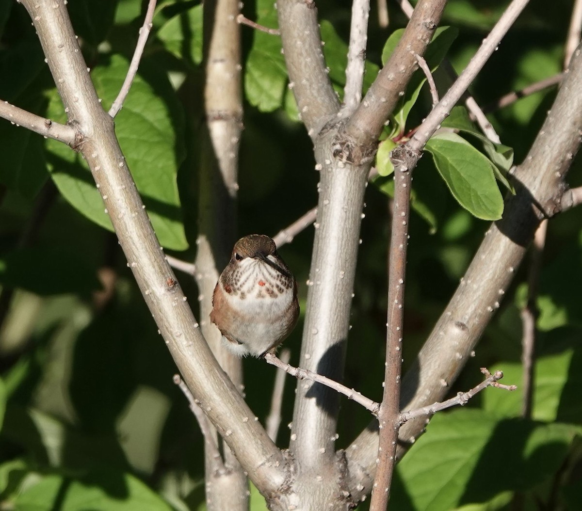 Rufous Hummingbird - ML640235183