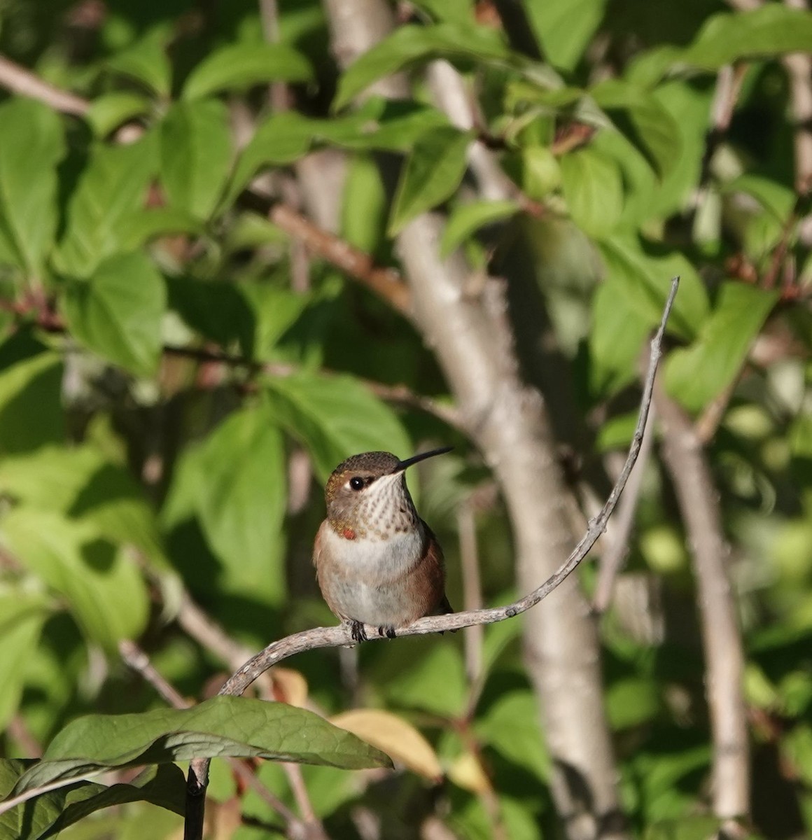 Rufous Hummingbird - ML640235185
