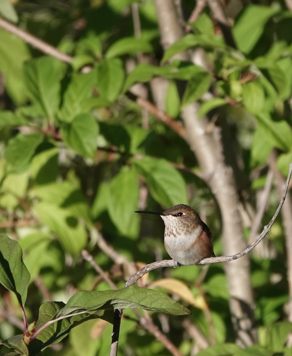 Rufous Hummingbird - ML640235194