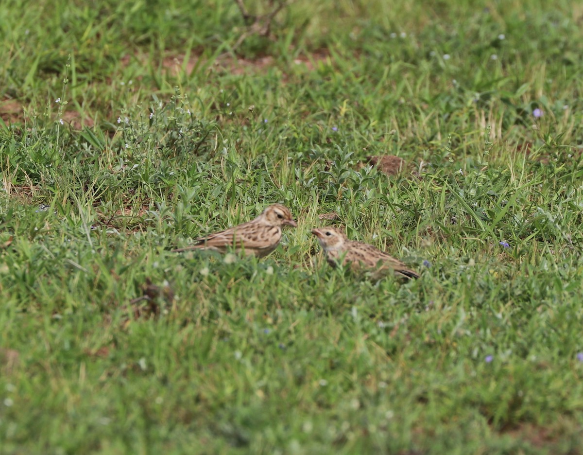 Indian Bushlark - ML640235205