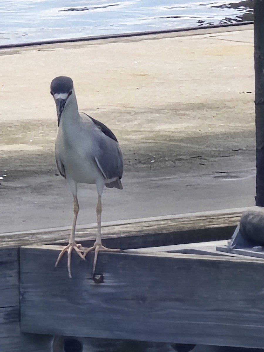 Black-crowned Night Heron - ML640235356