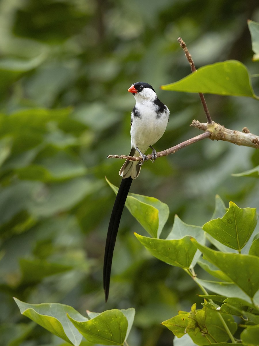 Pin-tailed Whydah - ML640235424