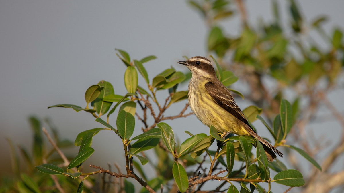 Piratic Flycatcher - ML640235450
