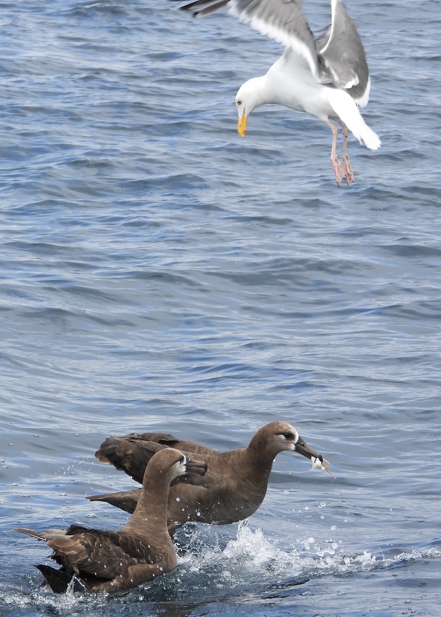 Black-footed Albatross - ML640235474
