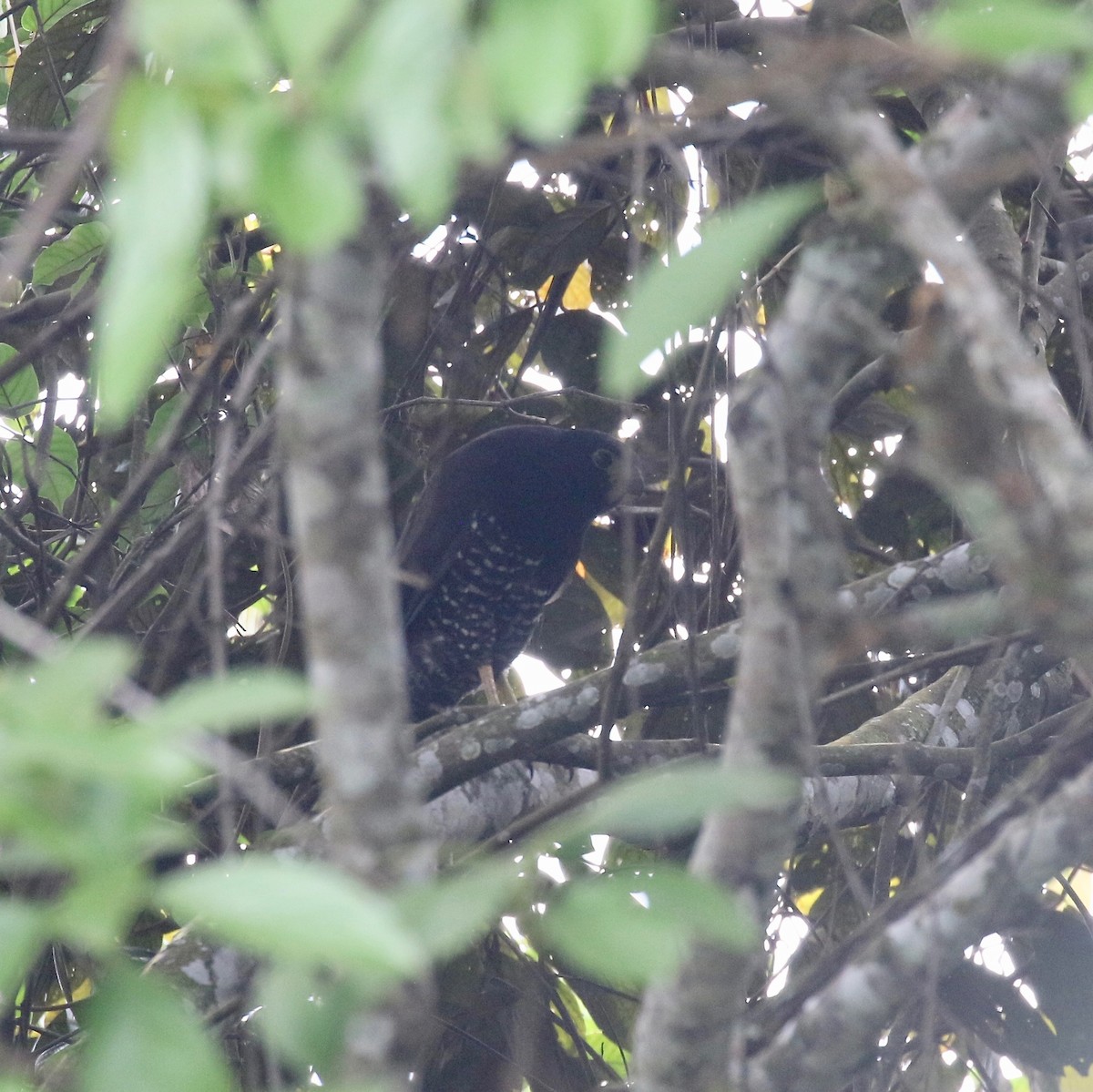 Collared Forest-Falcon - ML640235517