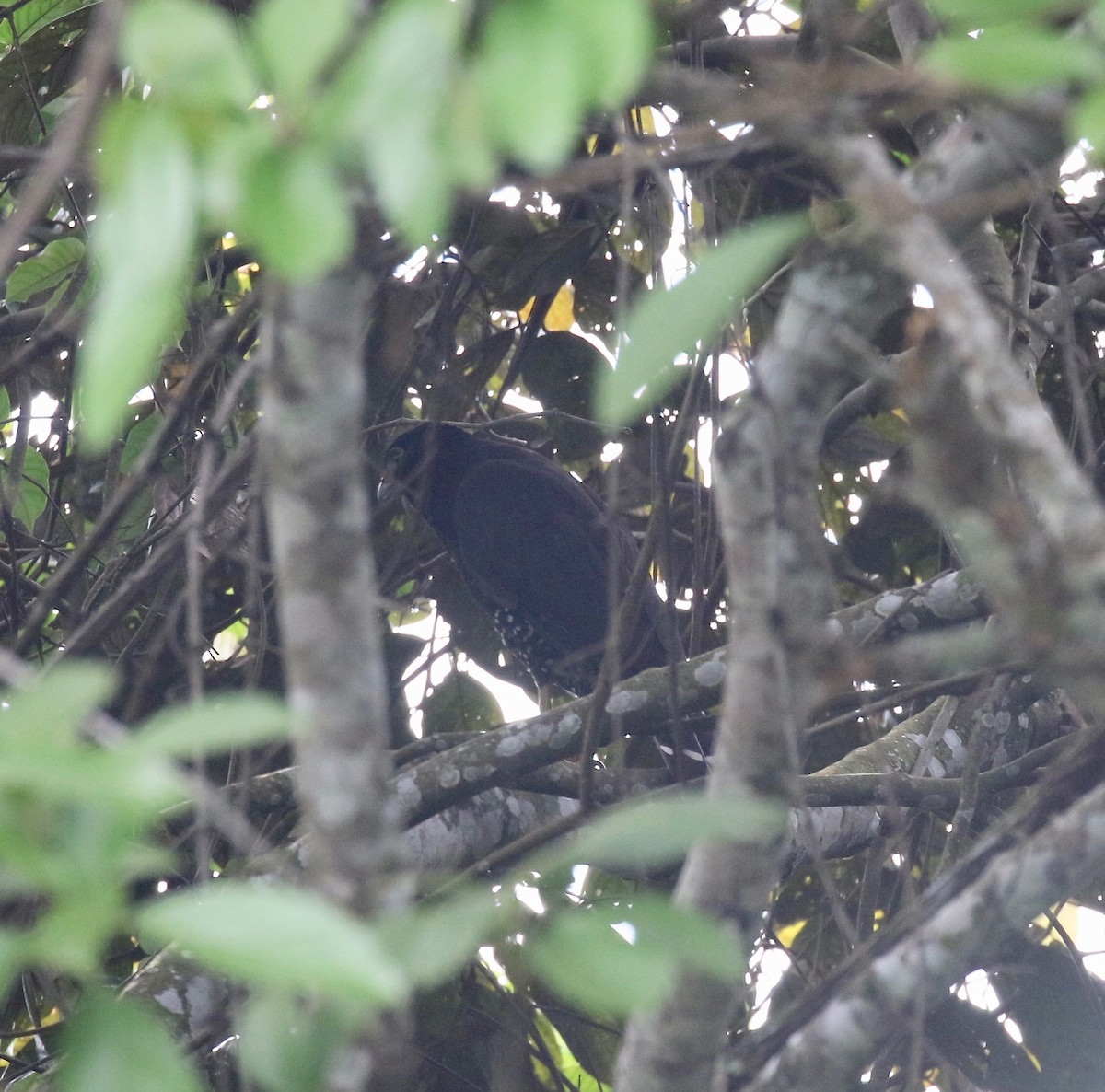 Collared Forest-Falcon - ML640235518