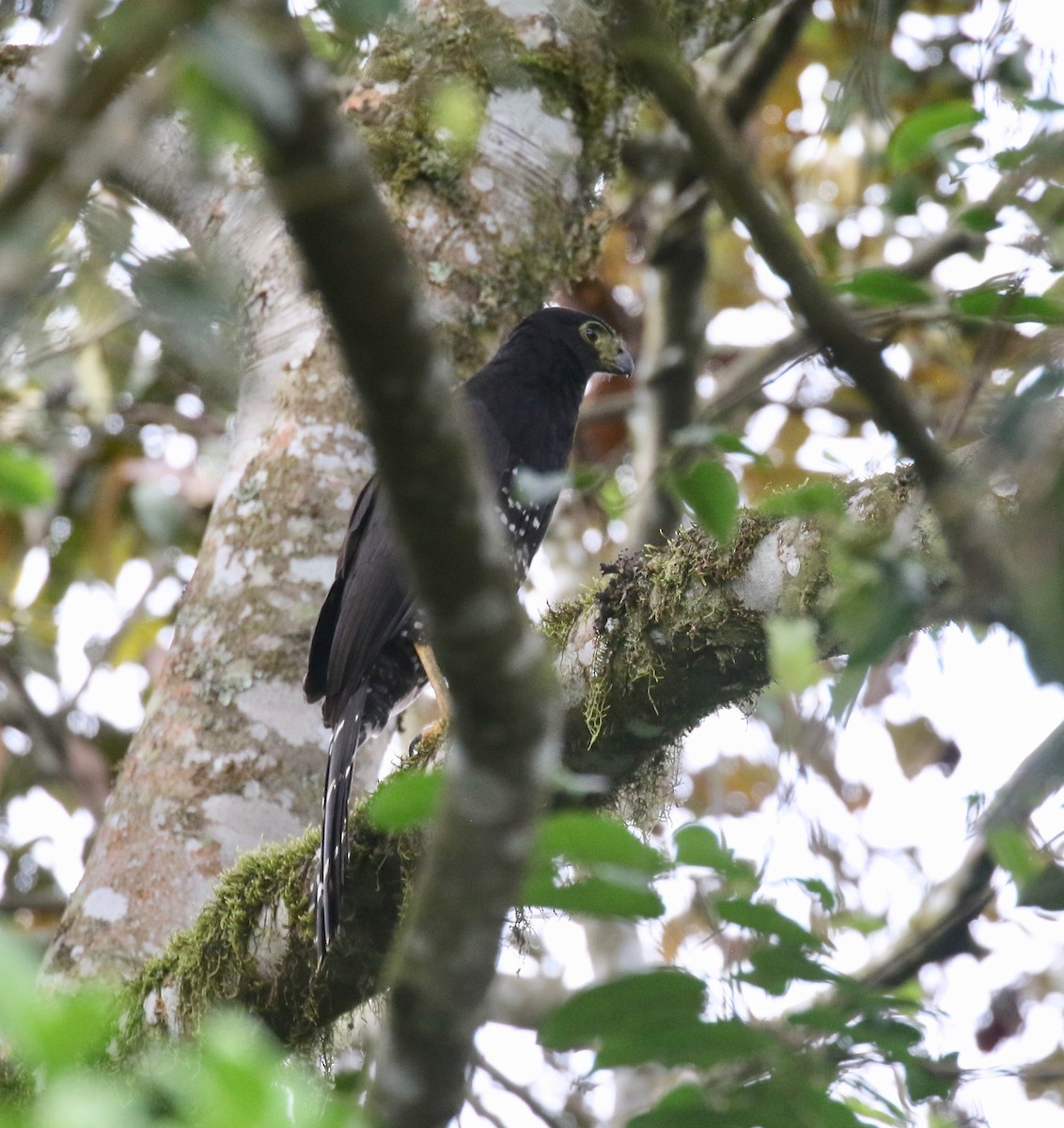 Collared Forest-Falcon - ML640235521