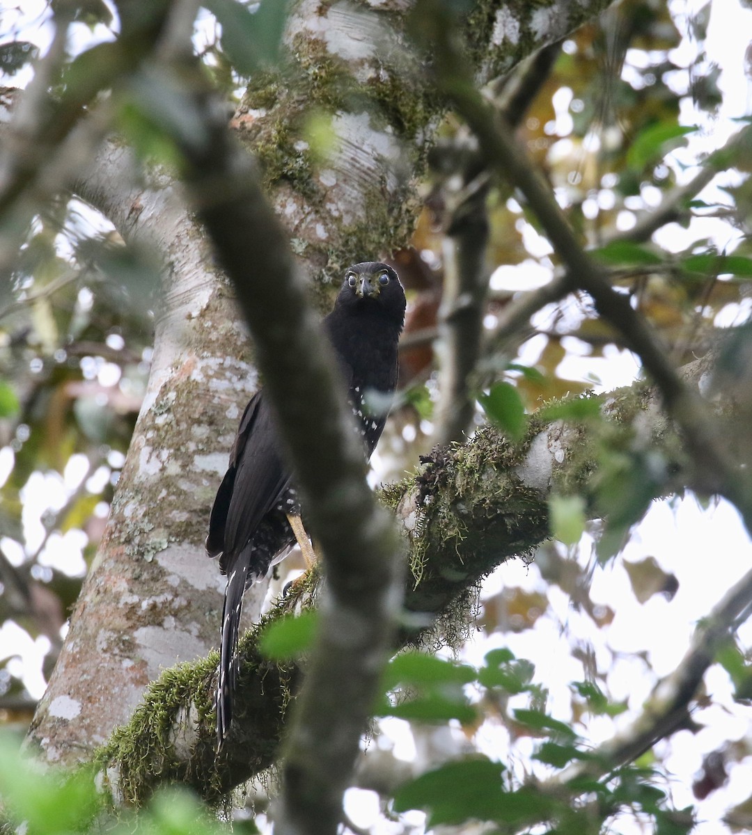 Collared Forest-Falcon - ML640235522