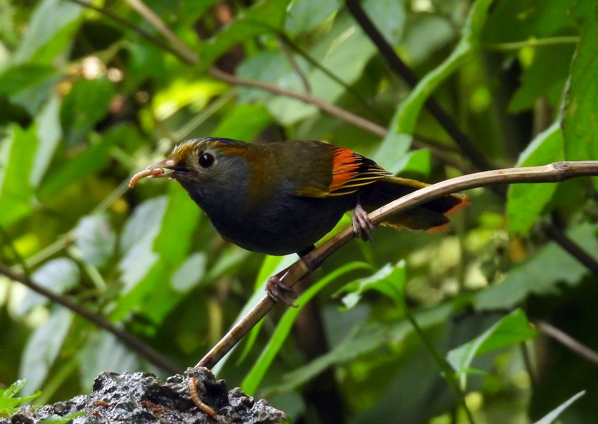 Emei Shan Liocichla - ML640235528