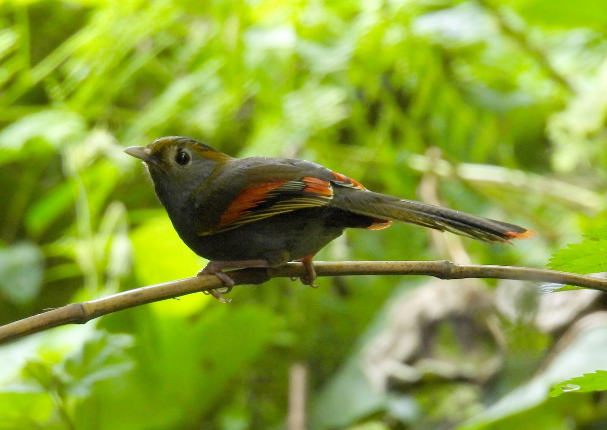 Emei Shan Liocichla - ML640235529
