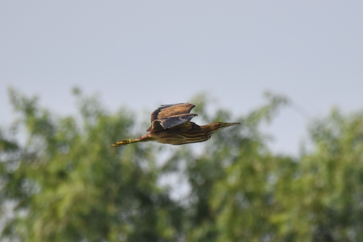 American Bittern - ML640235552