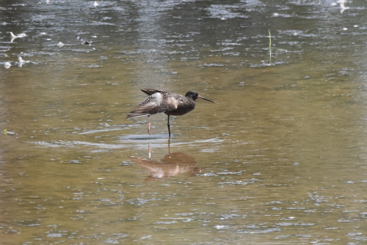 Totano moro - ML640235586