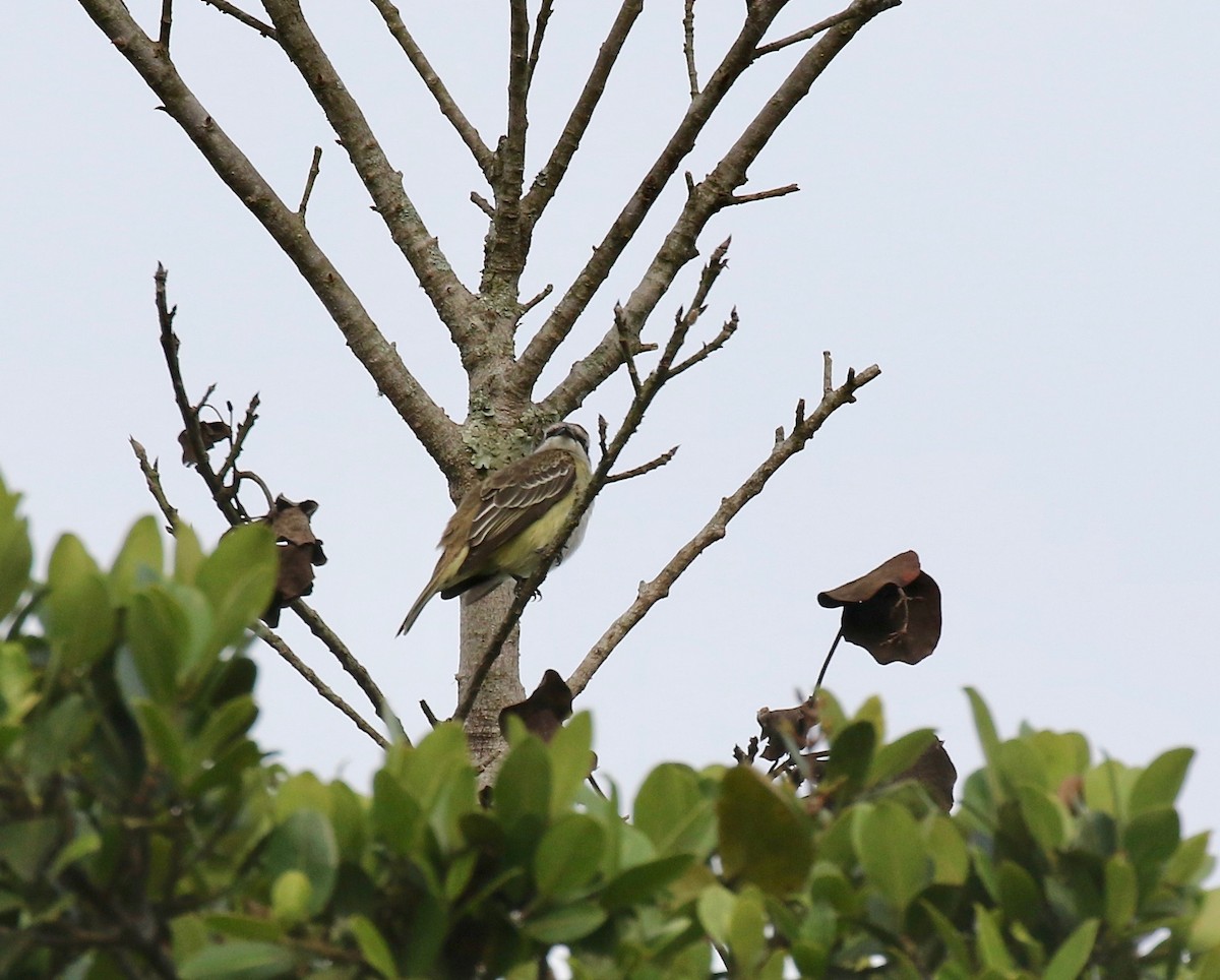 Piratic Flycatcher - ML640235589