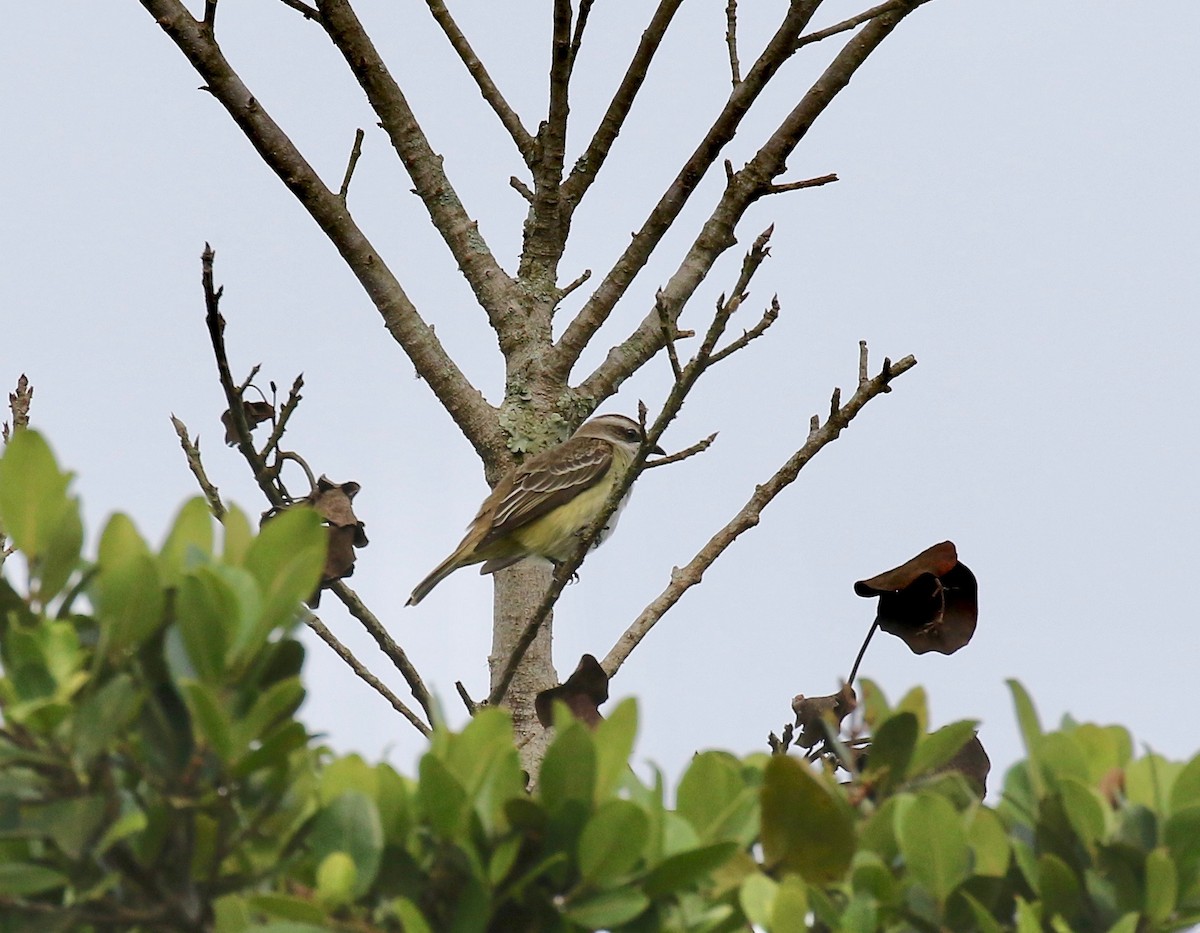 Piratic Flycatcher - ML640235590