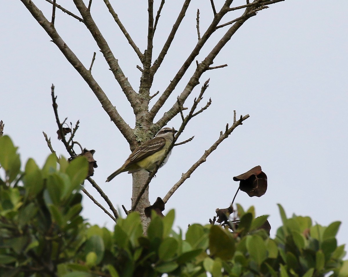 Piratic Flycatcher - ML640235591