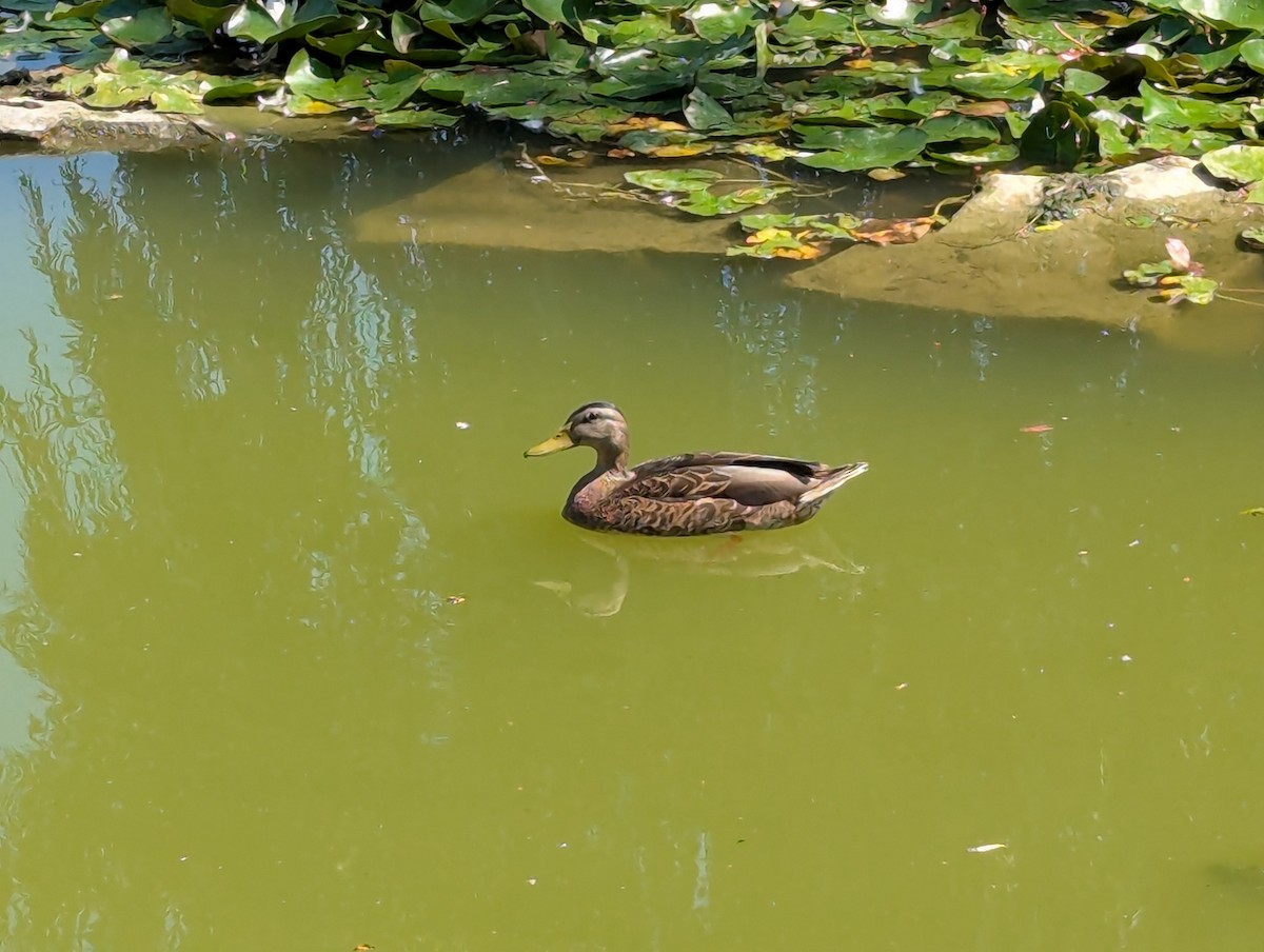 Mallard - ML640235610