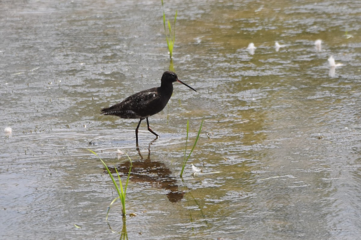 Totano moro - ML640235625