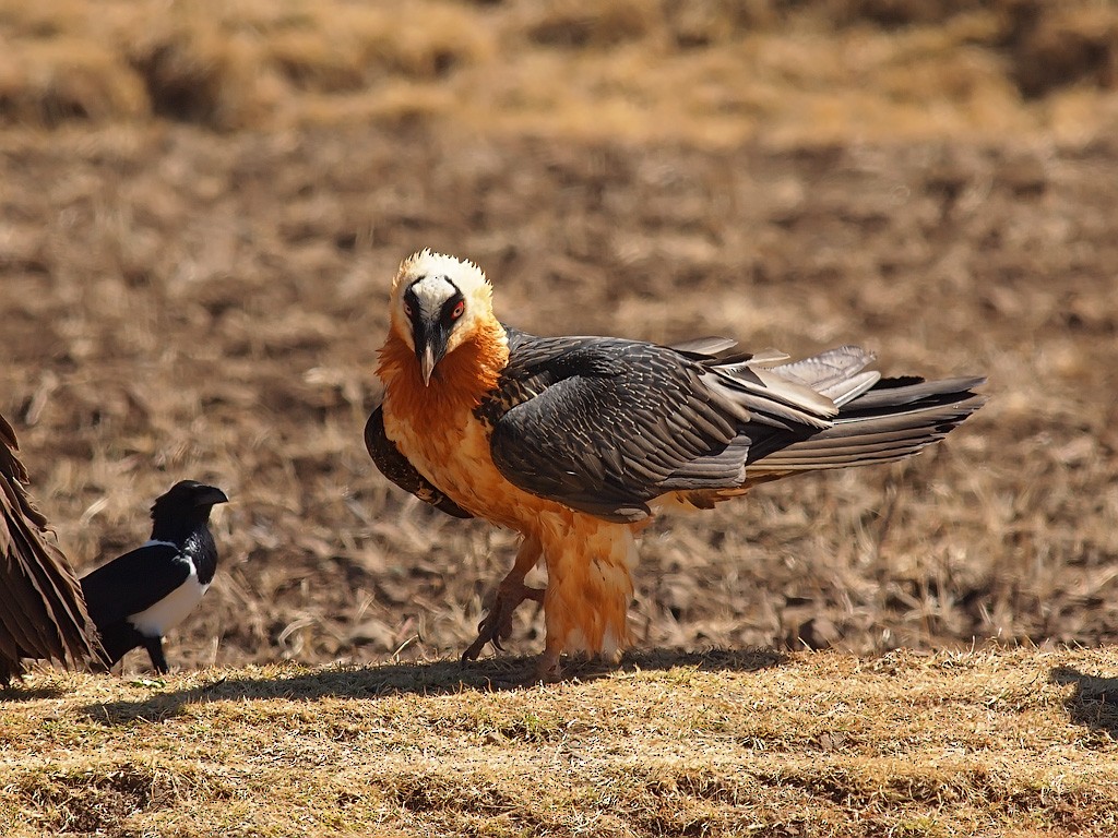 Bearded Vulture - ML640235635