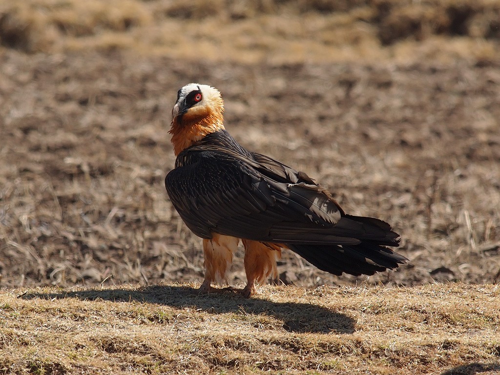 Bearded Vulture - ML640235636