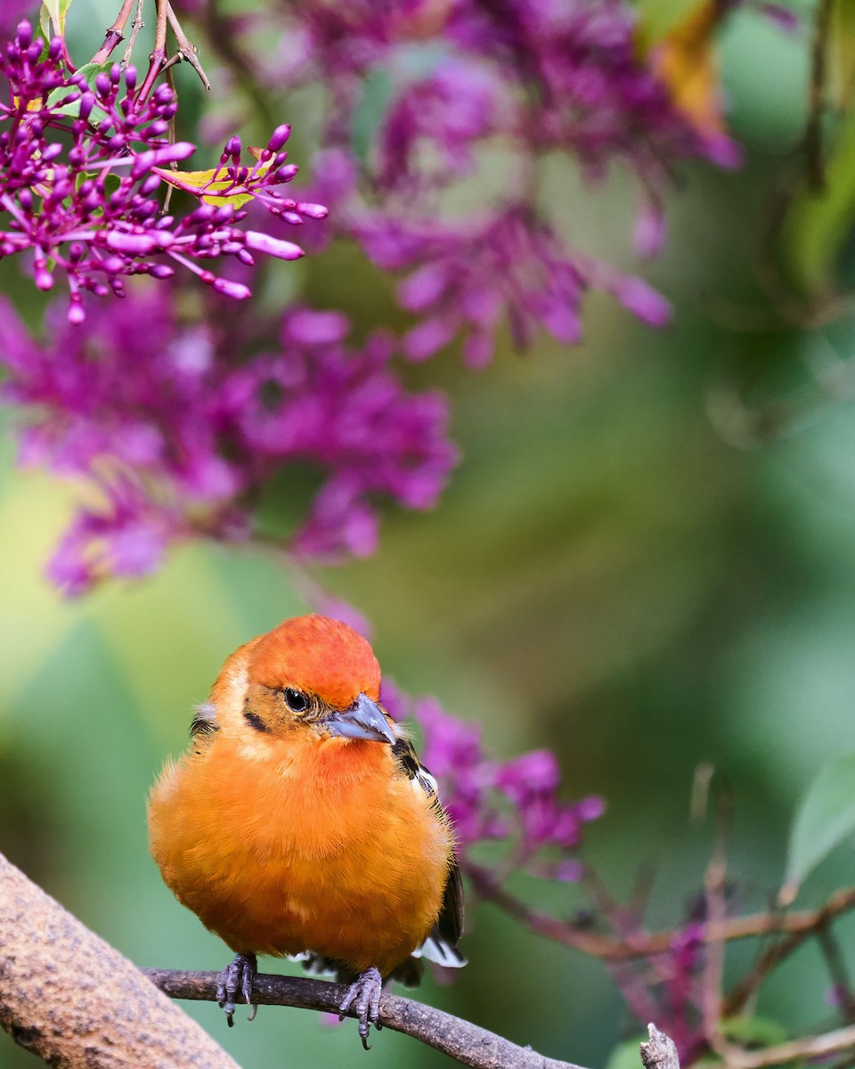 Flame-colored Tanager - ML640235654
