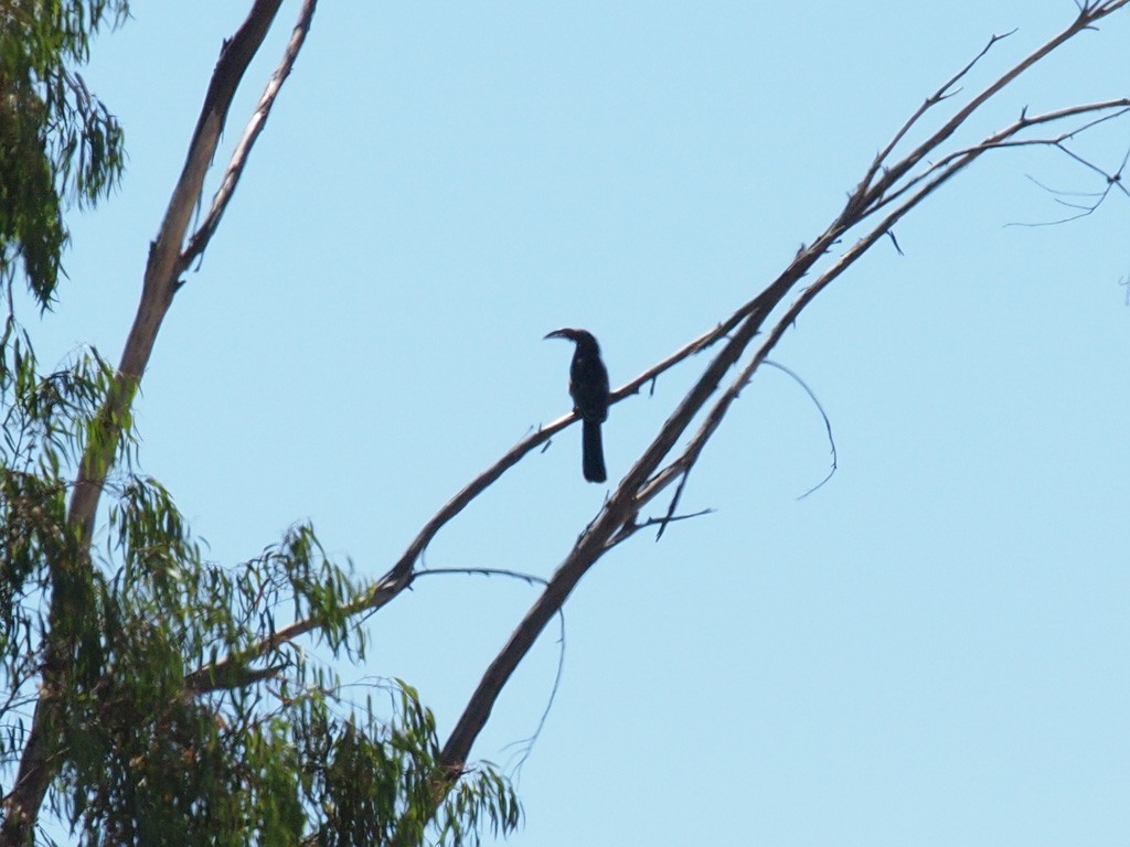 Hemprich's Hornbill - ML640235700