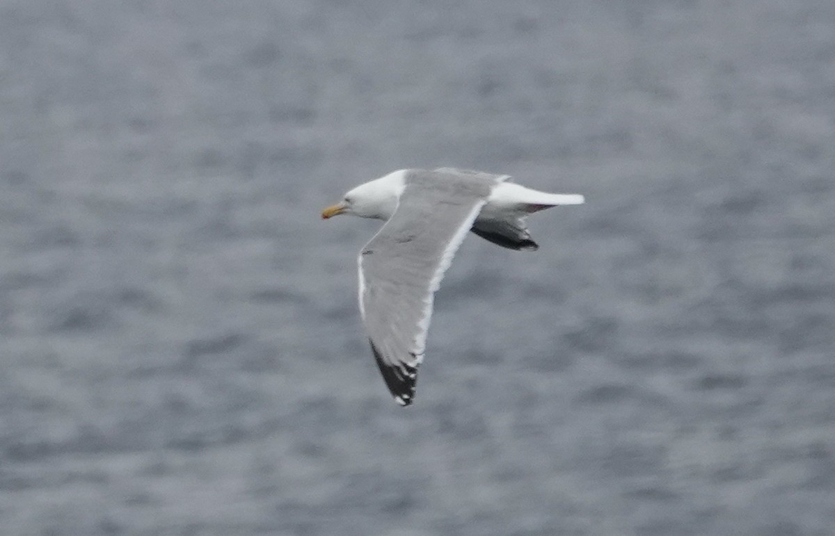 Gaviota Argéntea Americana - ML640235717