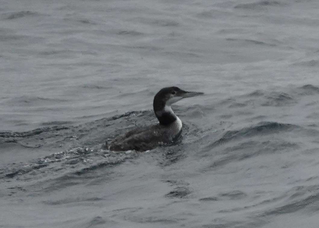 Colimbo Grande - ML640235725