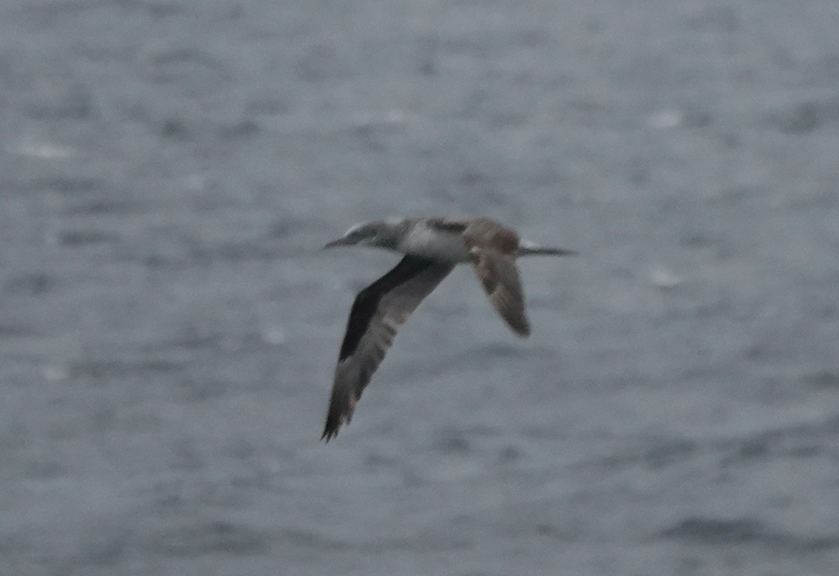 Alcatraz Atlántico - ML640235732