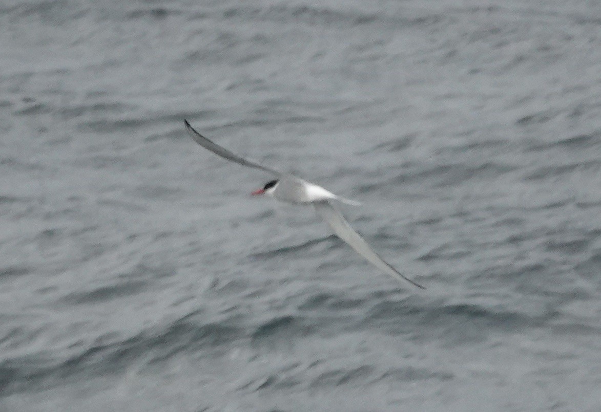 Pagaza Piquirroja - ML640235740