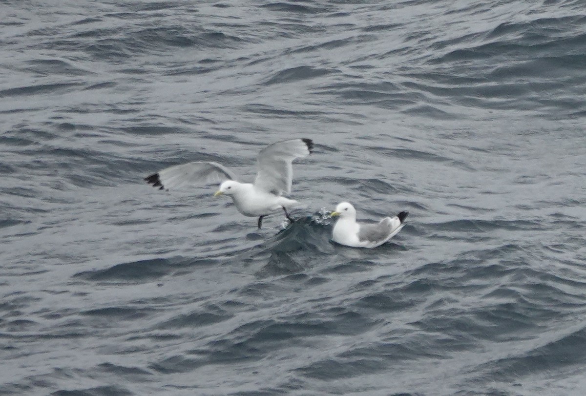 Gaviota Tridáctila - ML640235752