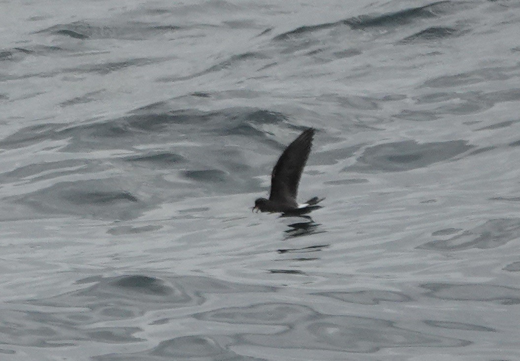 Paíño Boreal - ML640235766