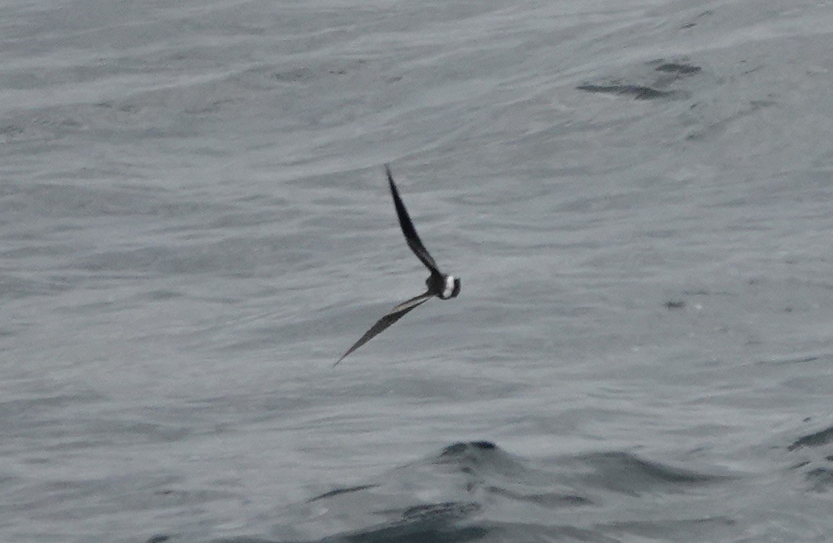 Paíño Boreal - ML640235767