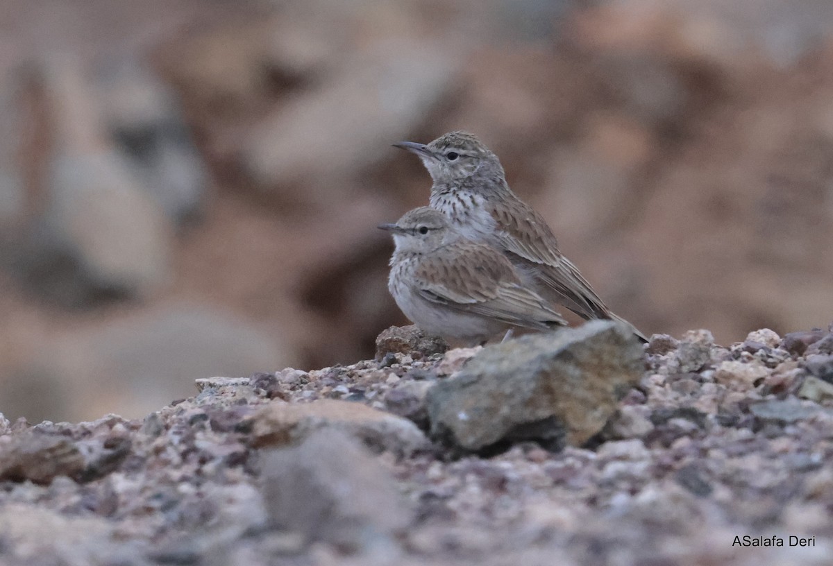 Karoo Long-billed Lark (Benguela) - ML640235769