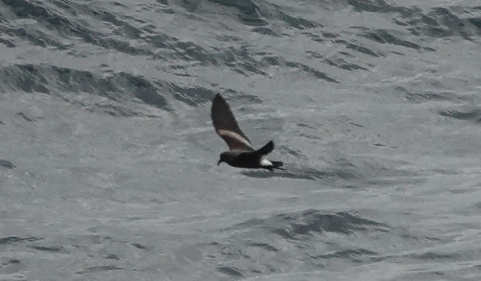 Paíño Boreal - ML640235782