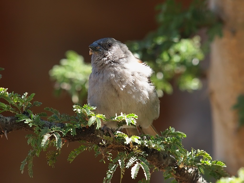 Swainson's Sparrow - ML640235792