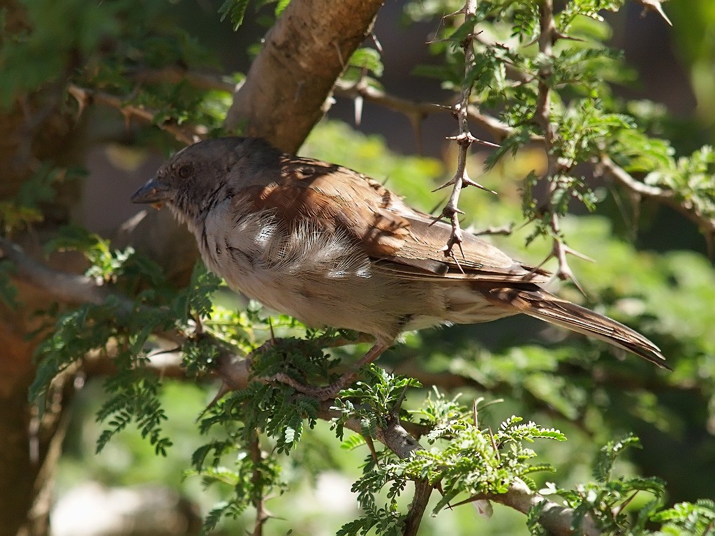 Swainson's Sparrow - ML640235793