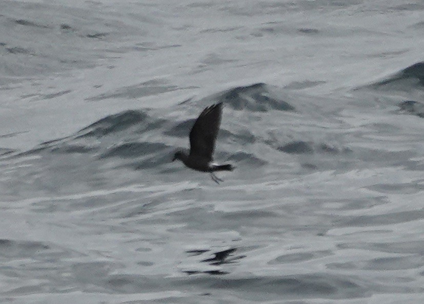 Paíño Boreal - ML640235795