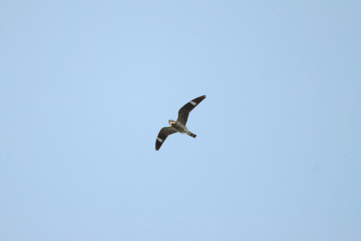 Common Nighthawk - ML640235826
