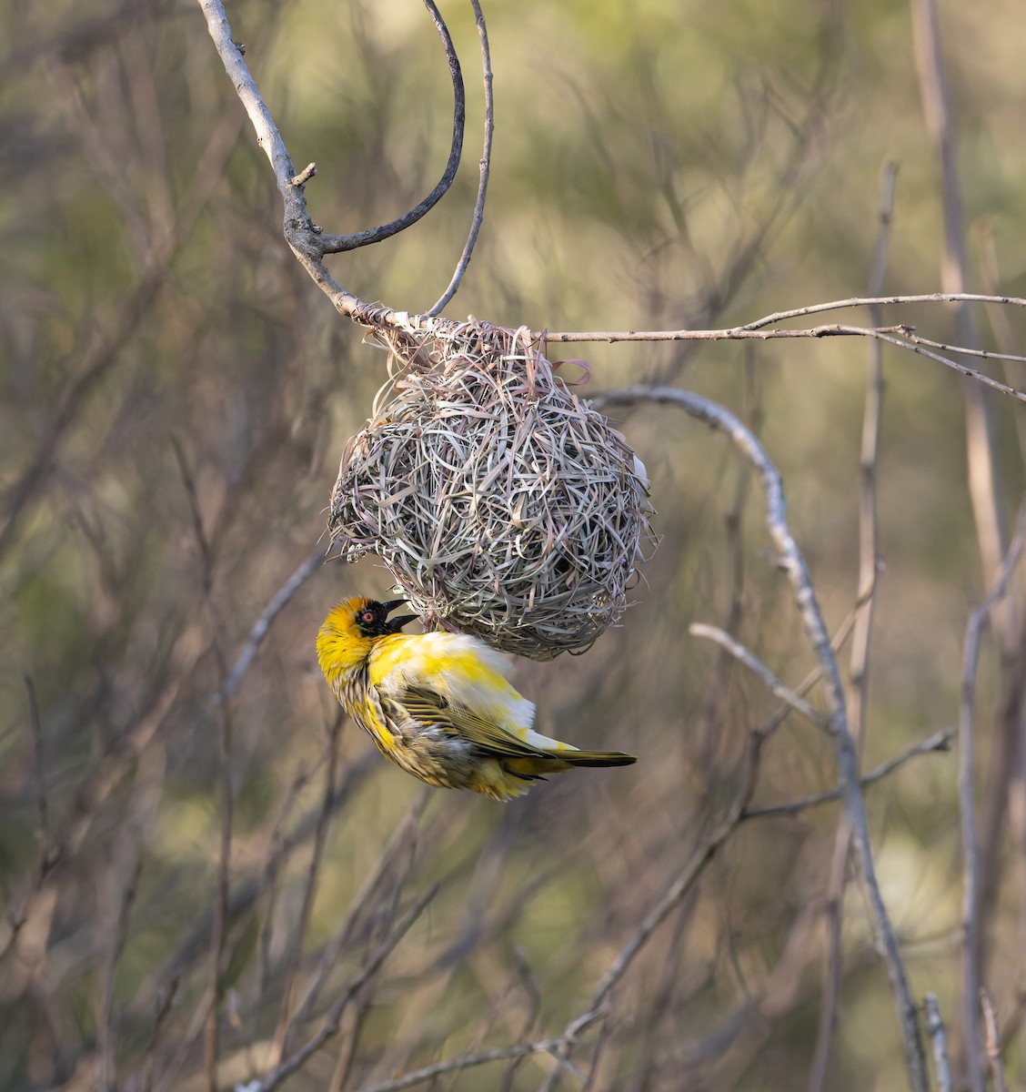 Southern Masked-Weaver - ML640235844