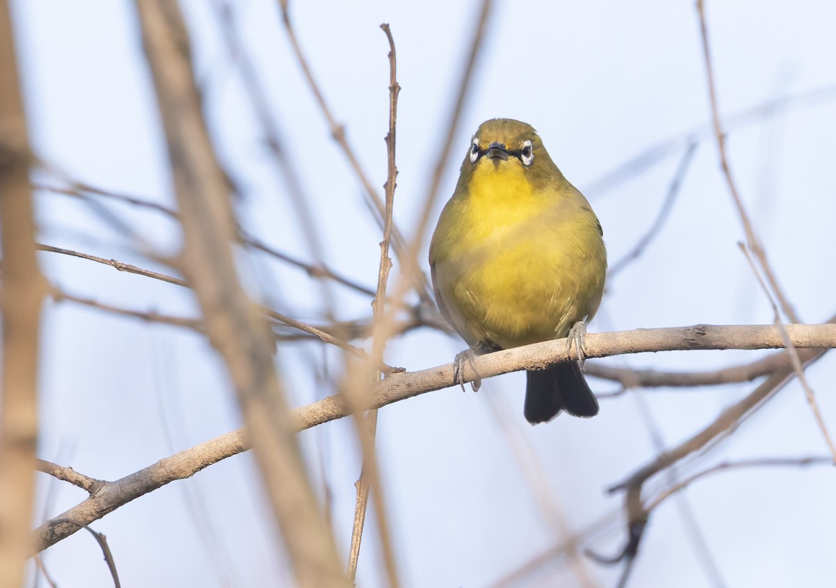 Cape White-eye - ML640235855