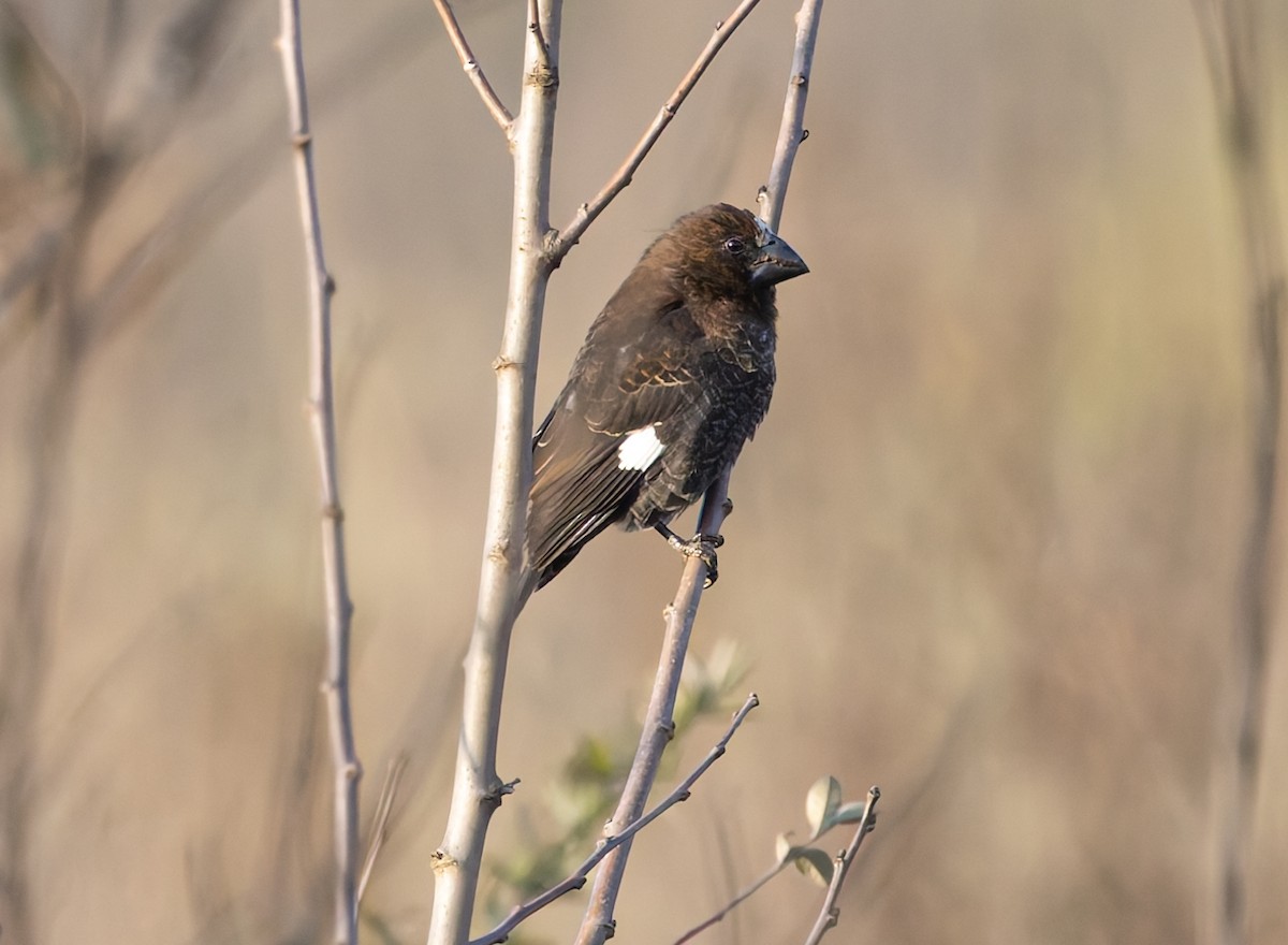 Grosbeak Weaver - ML640235859