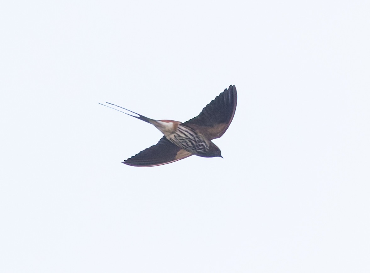 Lesser Striped Swallow - ML640235869