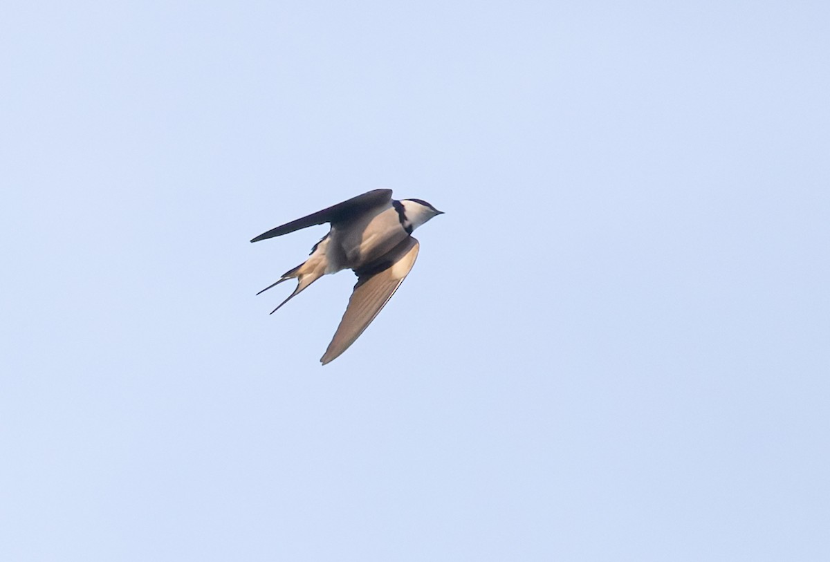 White-throated Swallow - ML640235871