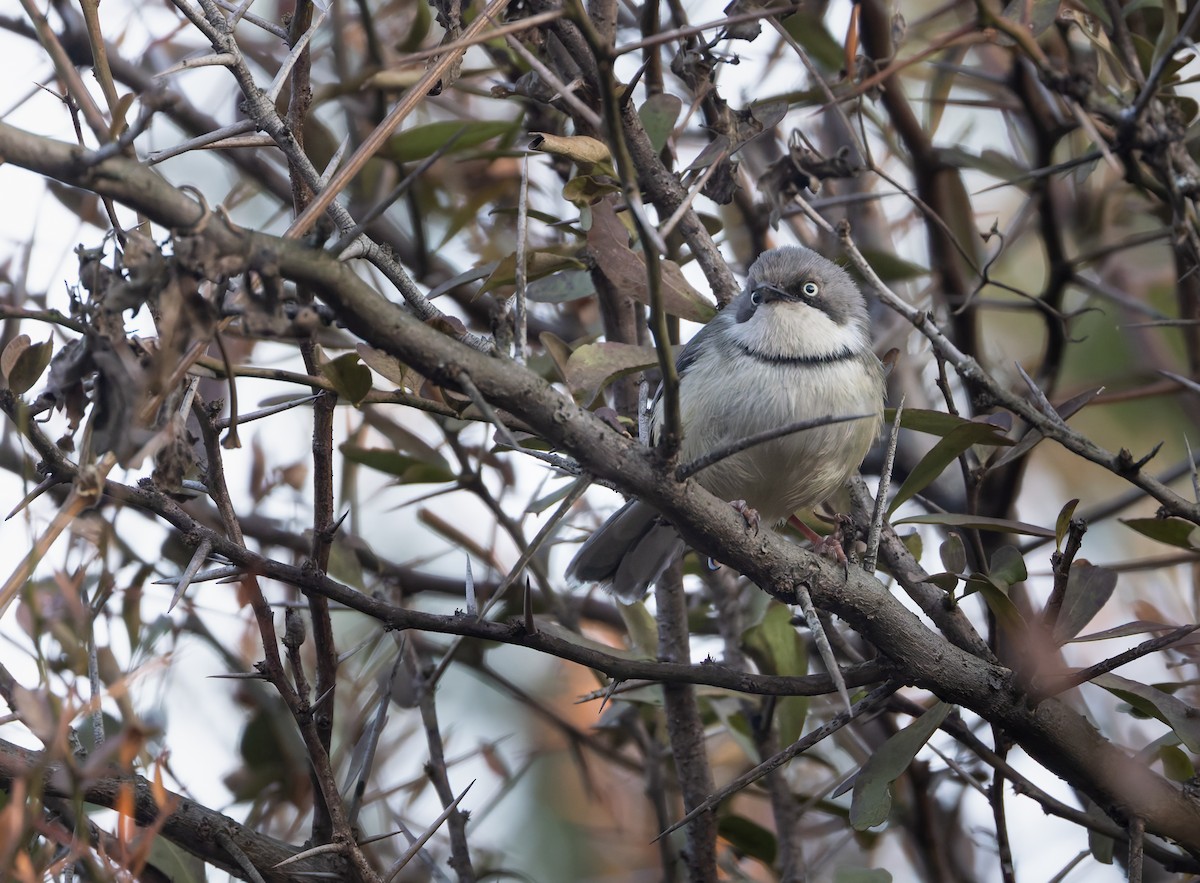 Bar-throated Apalis - ML640235873