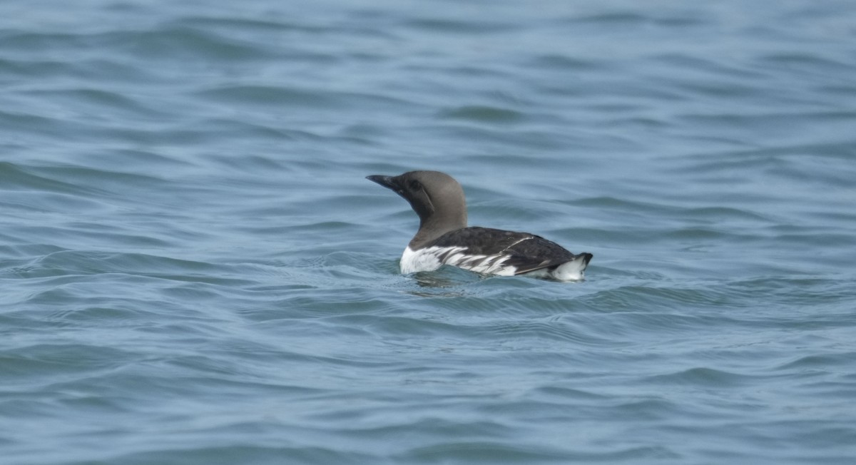 ウミガラス - ML640235890